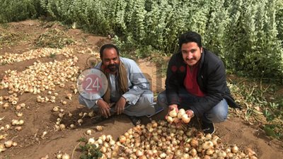  مزارعو البصل بسوهاج: 