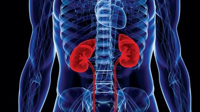 تعرف على الأطعمة التي تعزز صحة الكلى