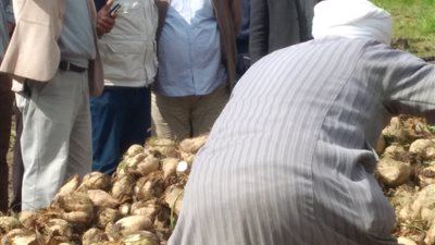 بعد موجة الطقس السيئ.. رئيس قطاع الإنتاج بالبحوث الزراعية يتابع المحاصيل الشتويه بكفر الشيخ (صور وفيديو) 