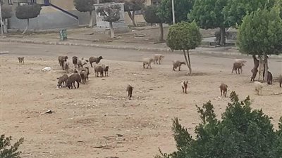 انتشار الماعز في شوراع العاشر من رمضان يثير استياء الأهالي (صور)