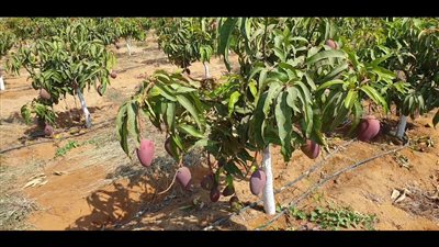 السفير الفلبيني يتفقد مزارع المانجو بالإسماعيلية 