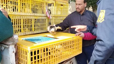 بعد التشديد على رؤساء القرى.. توزيع 840 بطة على سيدات قرية نديبة في البحيرة (صور)