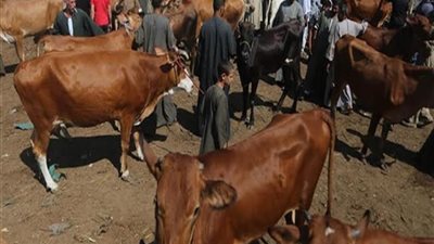 إعادة تشغيل وإقامة أسواق المواشي في الغربية