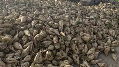 بشائر الخير .. بدء حصاد محصول بنجر السكر بشرق قناة السويس (صور) 