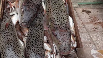 تؤدي للوفاة خلال 60 دقيقة.. ضبط 300 كيلو من أسماك القراض السامة بالإسكندرية (صور)