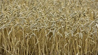حقيقة تراجع المساحة المنزرعة من القمح خلال العام الحالي 2021