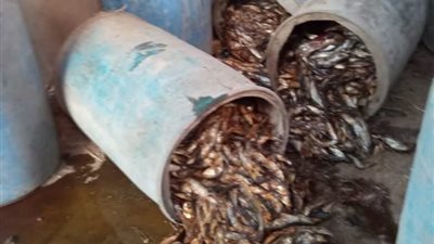 ضبط 4 أطنان أسماك مملحة فاسدة داخل مخزن مهجور بالمنوفية 