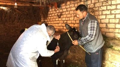 تحصين 400 ألف رأس ماشية ضد الحمى القلاعية والوادى المتصدع بالشرقية (صور)