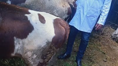 محافظ كفر الشيخ: تحصين 220 ألف رأس ماشية ضد حمى الوادي المتصدع والحمى القلاعية (صور) 