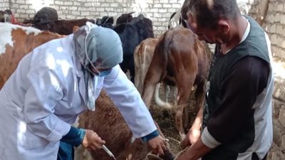 حصنت 2200 حيوان.. صابرين طبيبة بيطرية 