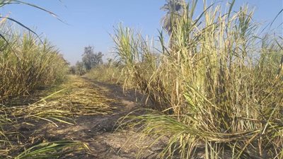 نشوب حريق بمساحة 1.5 فدان بقرية حجازة قبلي بقنا