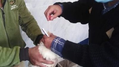محافظ كفر الشيخ: تحصين 23 ألفًا و310 طيور من الأمراض الوبائية