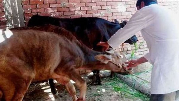 التحصين ضد الحمى