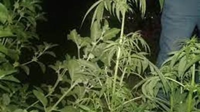 القبض على مزارع لزراعته 57 شجرة من نبات البانجو المخدر بالمنوفية