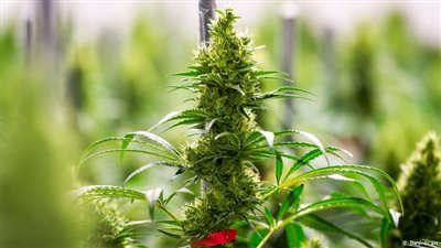 المغرب يصادق على قانون يتيح زراعة 