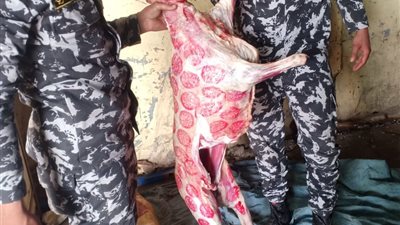 ضبط أختام مزورة ولحوم غير صالحة للاستهلاك الآدمي بحملة مكبرة في طوخ (صور) 