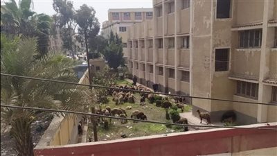 سخرية وغضب بسبب وجود أغنام وماعز داخل مدرسة إعدادية بالغربية (صور)