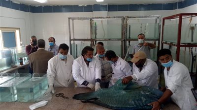 البيئة: تسليم سمكة نابليون لمعهد علوم البحار لتحنيطها