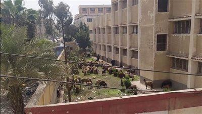 إحالة مدير مدرسة وعامل إلى التحقيق بسبب وجود أغنام وماعز داخل مدرسة بالغربية 