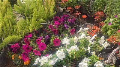 كيف تصل لمعرض الزهور من جميع الاتجاهات؟