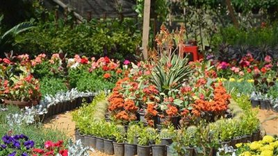 بمناسبة عيد الأم.. الزراعة: توزيع 5 آلاف شتلة زهور مجانًا على الأمهات غدا