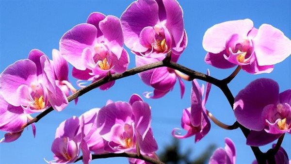 زهرة الأوركيدا، أو