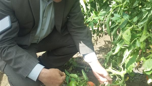 تقاوي طماطم محلية