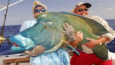 رئيس قطاع حماية الطبيعة يكشف تفاصيل صيد سمكة نابليون وتسليمها لمعهد علوم البحار لتحنيطها (خاص)