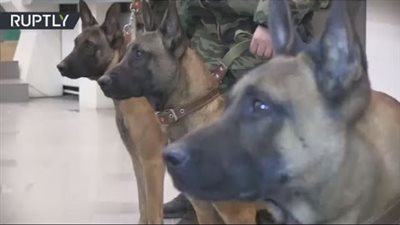 تايلاند تستخدم كلابًا بوليسية لكشف فيروس كورونا بشم عرق الإنسان