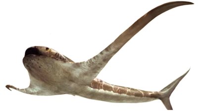 كشف قرش يشبه النسر في البحار القديمة بالمكسيك