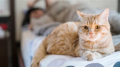 ما حكم تربية القطط في المنزل؟.. الإفتاء توضح 