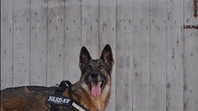 تايلاند تنجح في تدريب الكلاب البوليسية للتعرف على مصابي كورونا