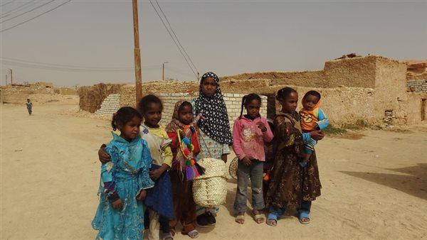 توزيع 9 بطاريات دواجن