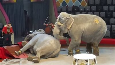  روسيا تفتح تحقيقا رسميا بعد عراك بين فيلين في سيرك