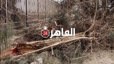 فتح طريق دماريس بعد غلقه نتيجة سقوط عمود إنارة وأشجار بفعل الرياح بالمنيا