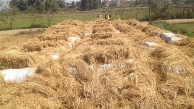 قبل موسم الحصاد.. تعرف على الأضرار البيئية والصحية لحرق قش الأرز