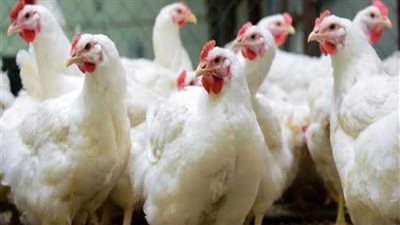 منتجو الدواجن: لن يتم استيراد أي دواجن مجمدة لعرضها في رمضان