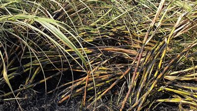 حريق 100 قيراط من محصول قصب السكر في قنا