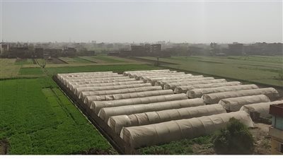 رياح متوسطة وأتربة تضرب المنوفية في الساعات الأولى من صباح اليوم (فيديو)