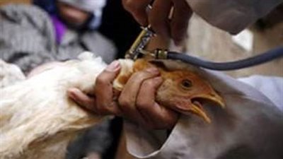 ضبط كميات كبيرة من الدجاج مصابة بـ
