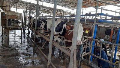 إحياء مشروع البتلو.. خطوة نحو تقليل الفجوة الغذائية من اللحوم 