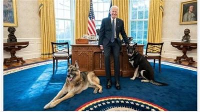 الكلبان تشامب وميجور يعودان للبيت الأبيض بعد إبعادهما