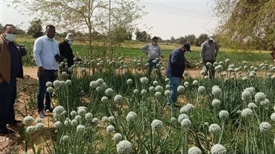 الزراعة تعلن أسعار تقاوي محاصيل الموسم الصيفي