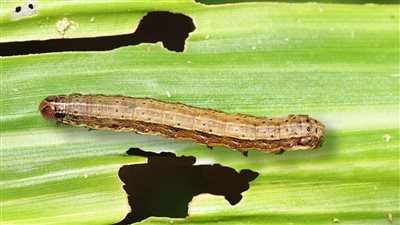 إطلاق مبادرة عالمية لمكافحة دودة الحشد.. واختيار مصر نموذج لاختبار تدابير الإدارة المتكاملة للآفة