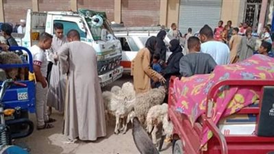 على الرغم من التحذيرات.. إقامة سوق المواشي بأسوان (صور)