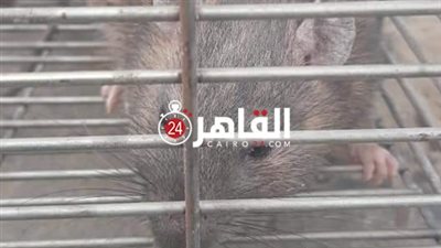 مصايد ميكانيكية لمواجهة الفئران ببورسعيد (صور)