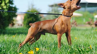 للقضاء على مرض السعار.. 