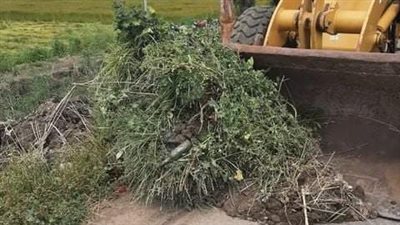 محافظ كفر الشيخ يوجه بإزالة الحشائش حول تجميعات القطن منعًا لانتشار القوارض (صور)  