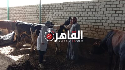 ليس فقط الرجال.. طبيبات بيطريات يواجهن شراسة العجول والأبقار بـ