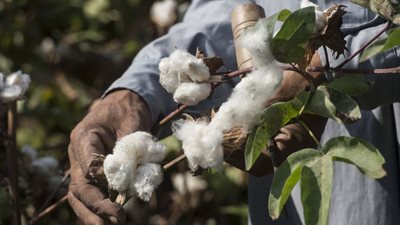 فنزويلا تتجه لاستيراد 1000 طن قطن مصري